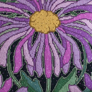 Asters - Morris & Sons Australia