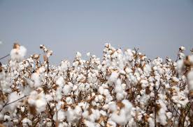 Pima and Egyptian Cotton